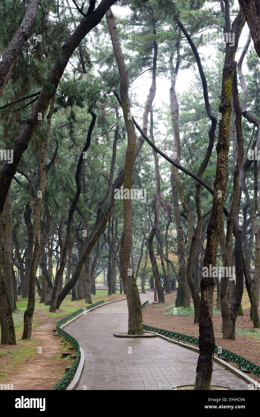 pine tree forest and curved path in a rainy day Stock Photo