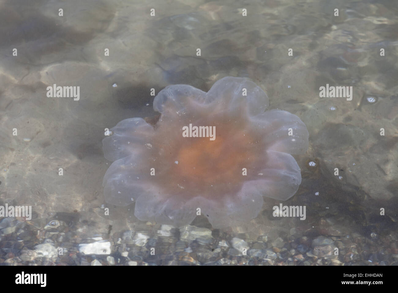 Yellow mane jellyfish (Cyanea capillata) Stock Photo