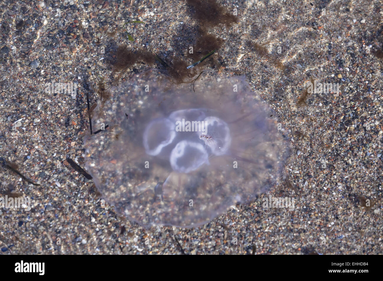 Jellyfish (Aurelia aurita) Stock Photo