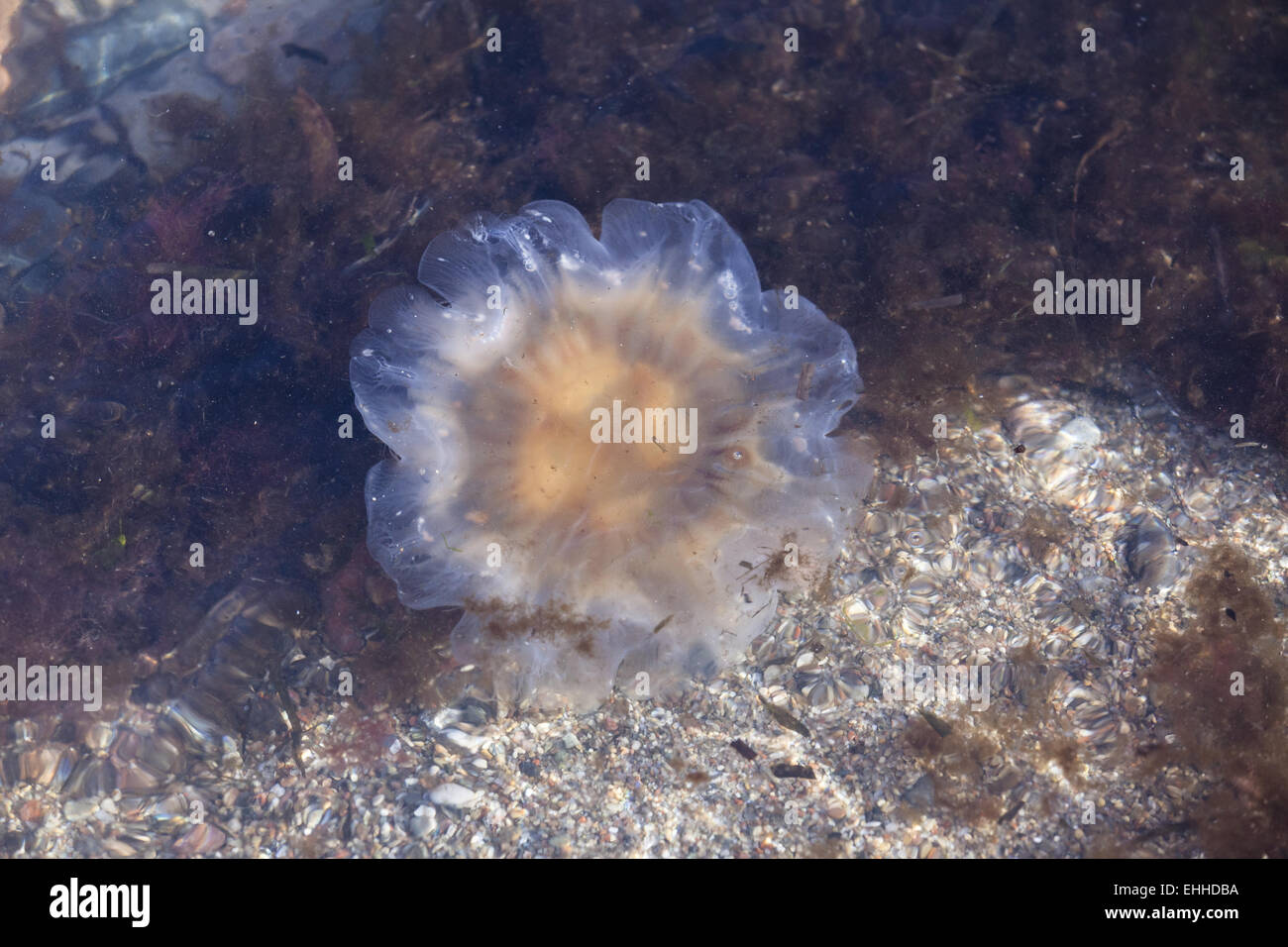 Yellow mane jellyfish (Cyanea capillata) Stock Photo