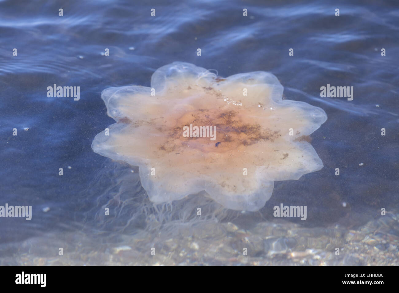 Yellow mane jellyfish (Cyanea capillata) Stock Photo
