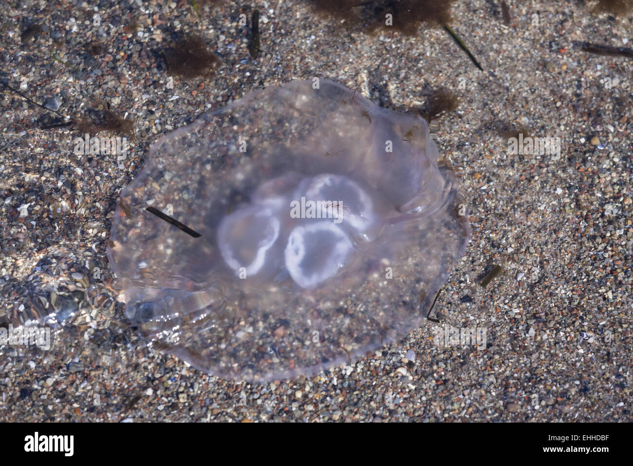 Jellyfish (Aurelia aurita) Stock Photo