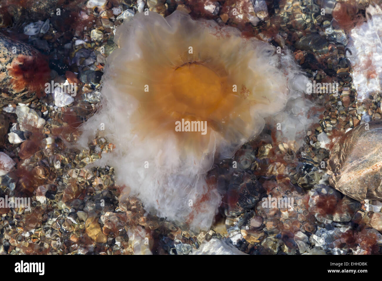 Yellow mane jellyfish (Cyanea capillata) Stock Photo