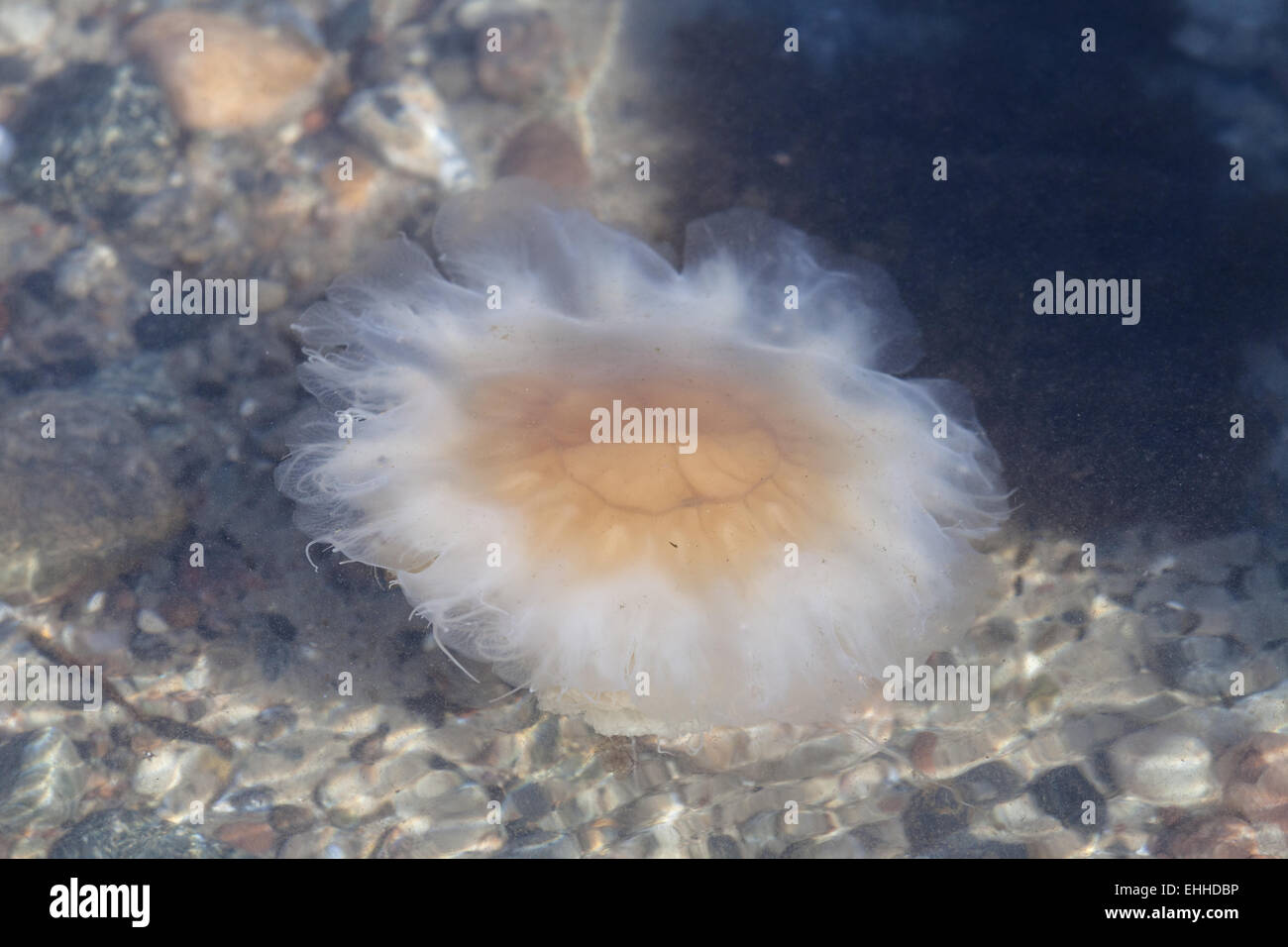 Yellow mane jellyfish (Cyanea capillata) Stock Photo