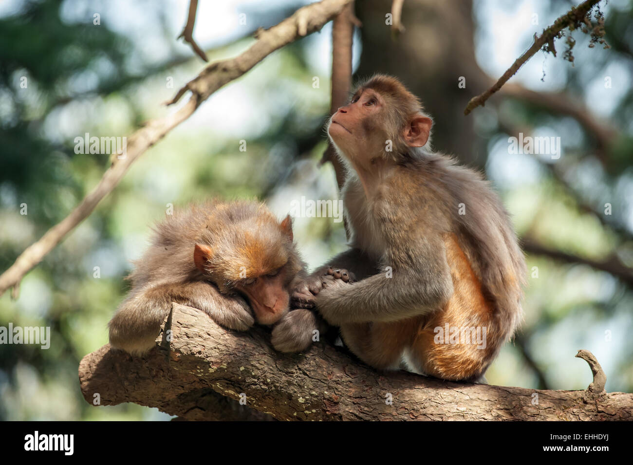macaque in rainforest sitting on tree Stock Photo