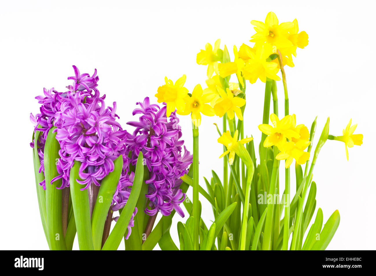Daffodils and hyacinths Stock Photo Alamy