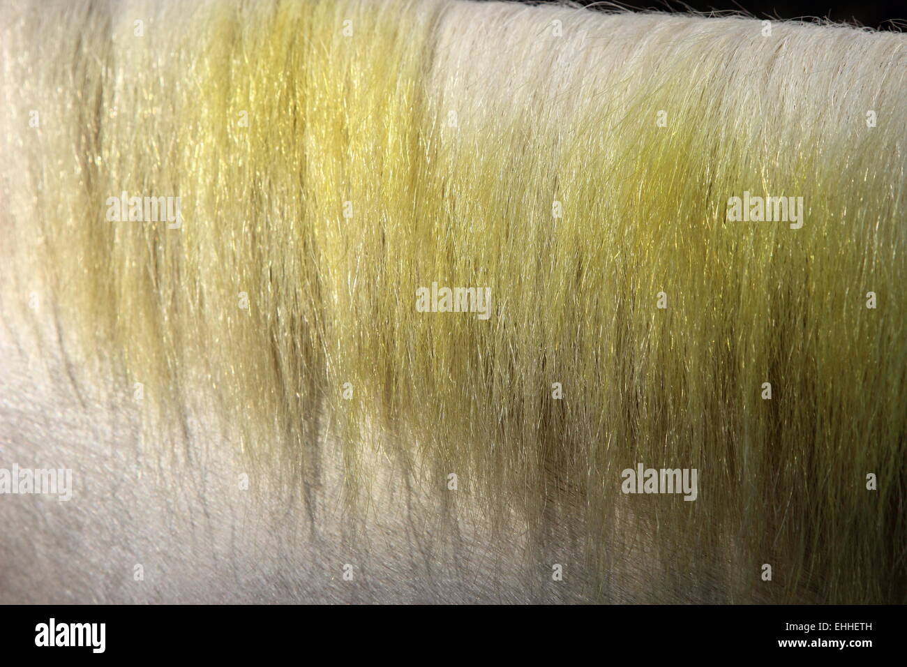 Mane horse hair, India Stock Photo