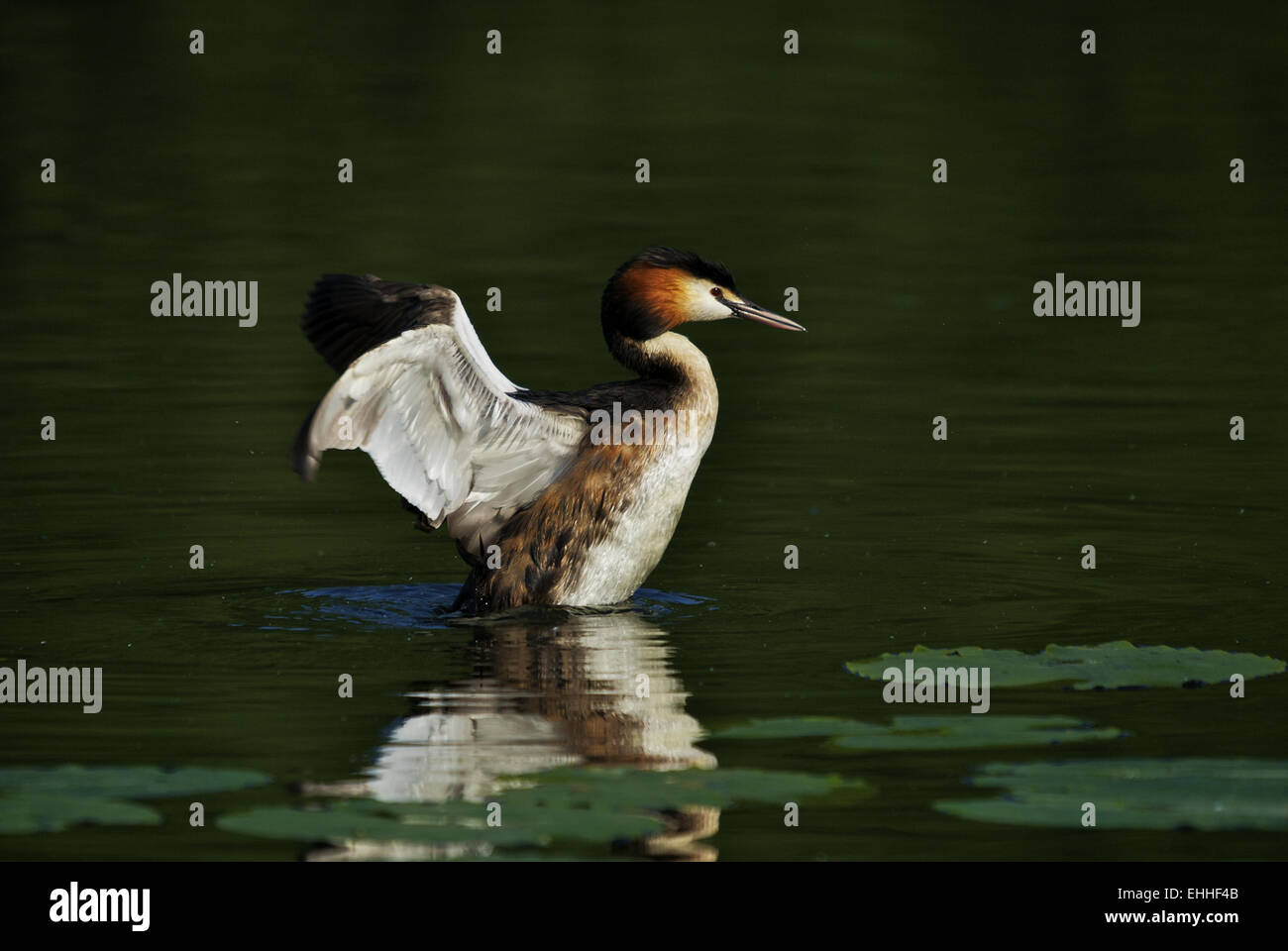 Great Crested Grebe Stock Photo