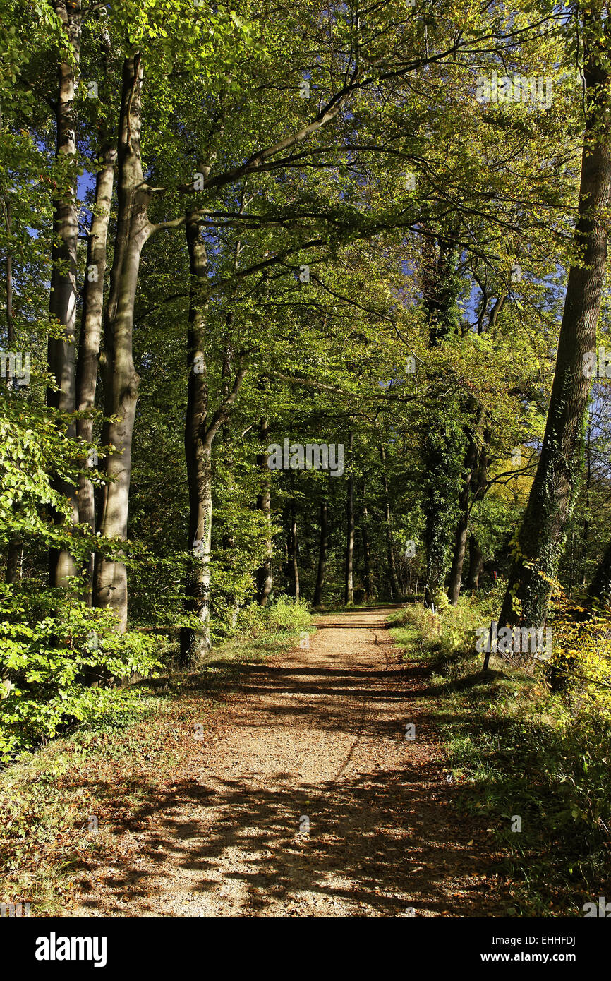 Deciduous Path Woodland path with deciduous trees in autumn Stock Photo - Alamy