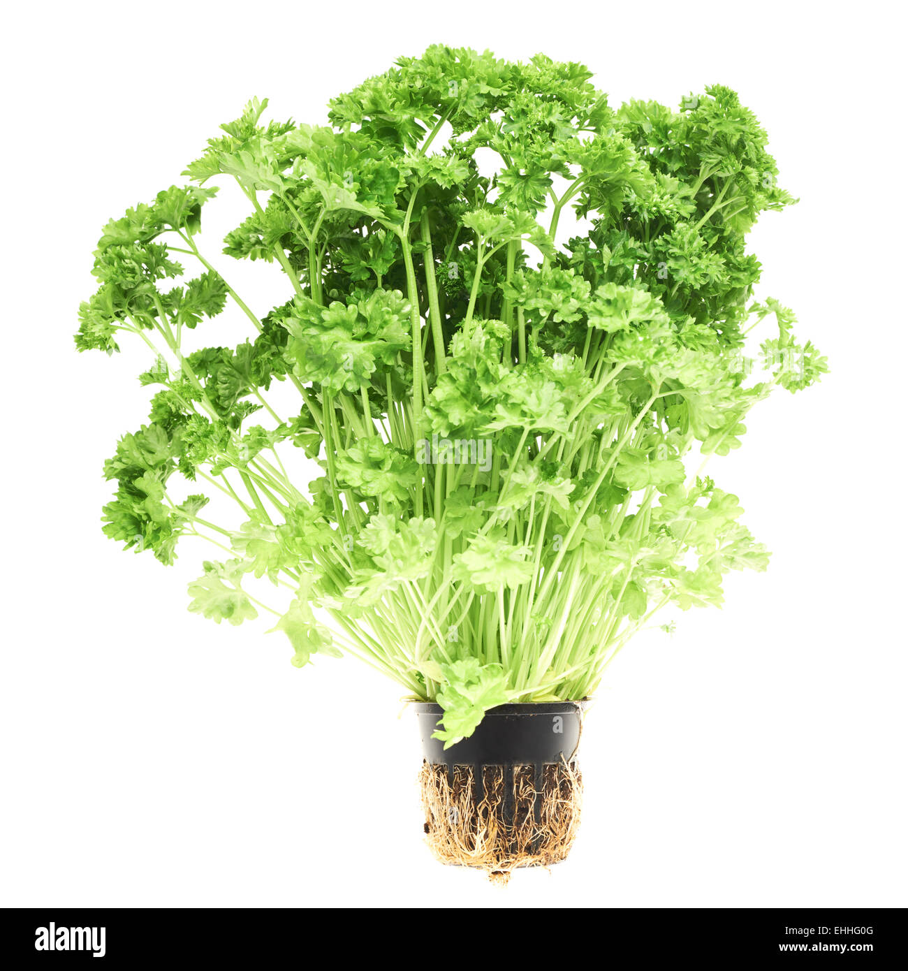 Fresh green parsley isolated Stock Photo