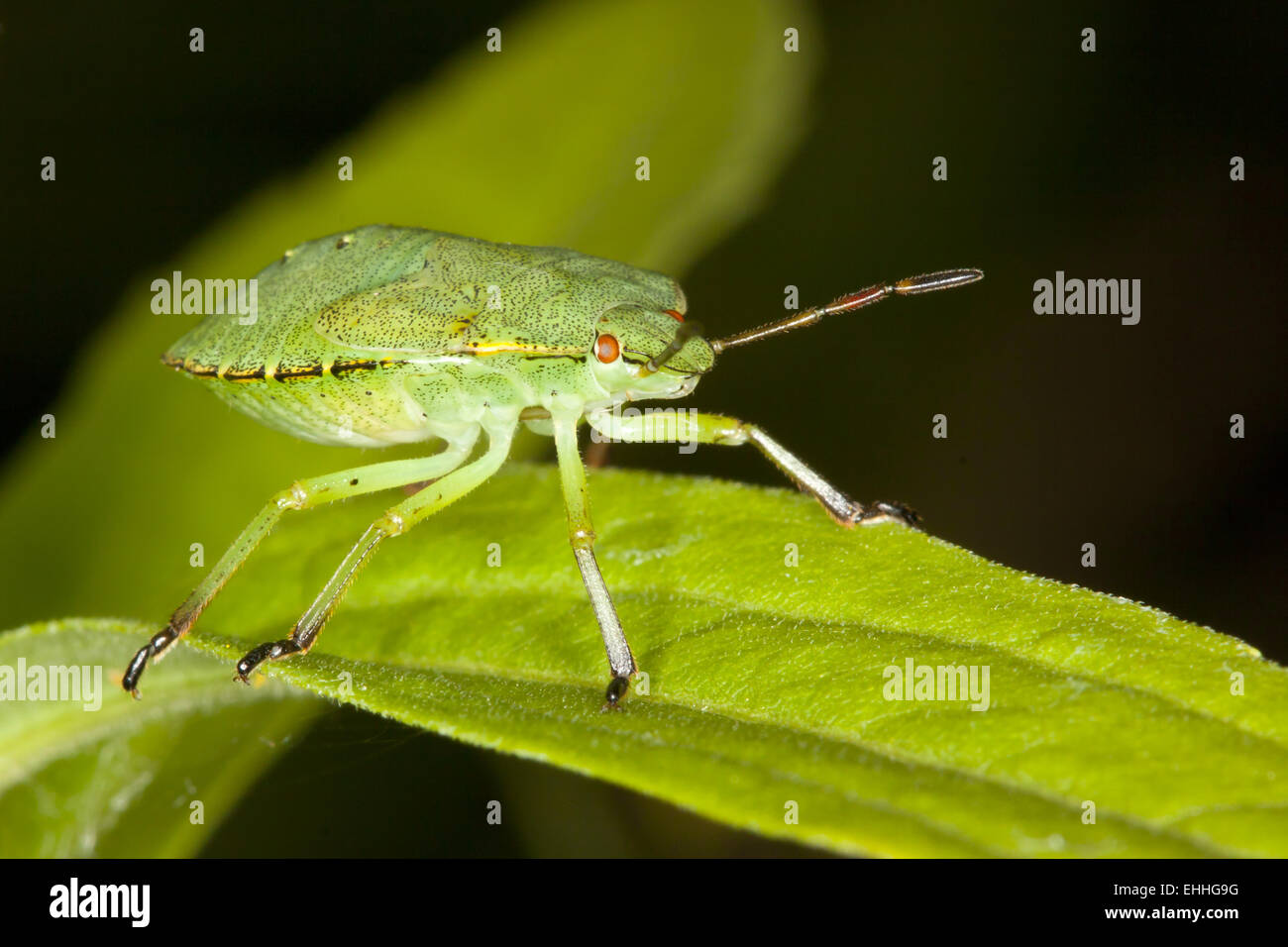 Palomena prasina, green shield bug, nymph Stock Photo