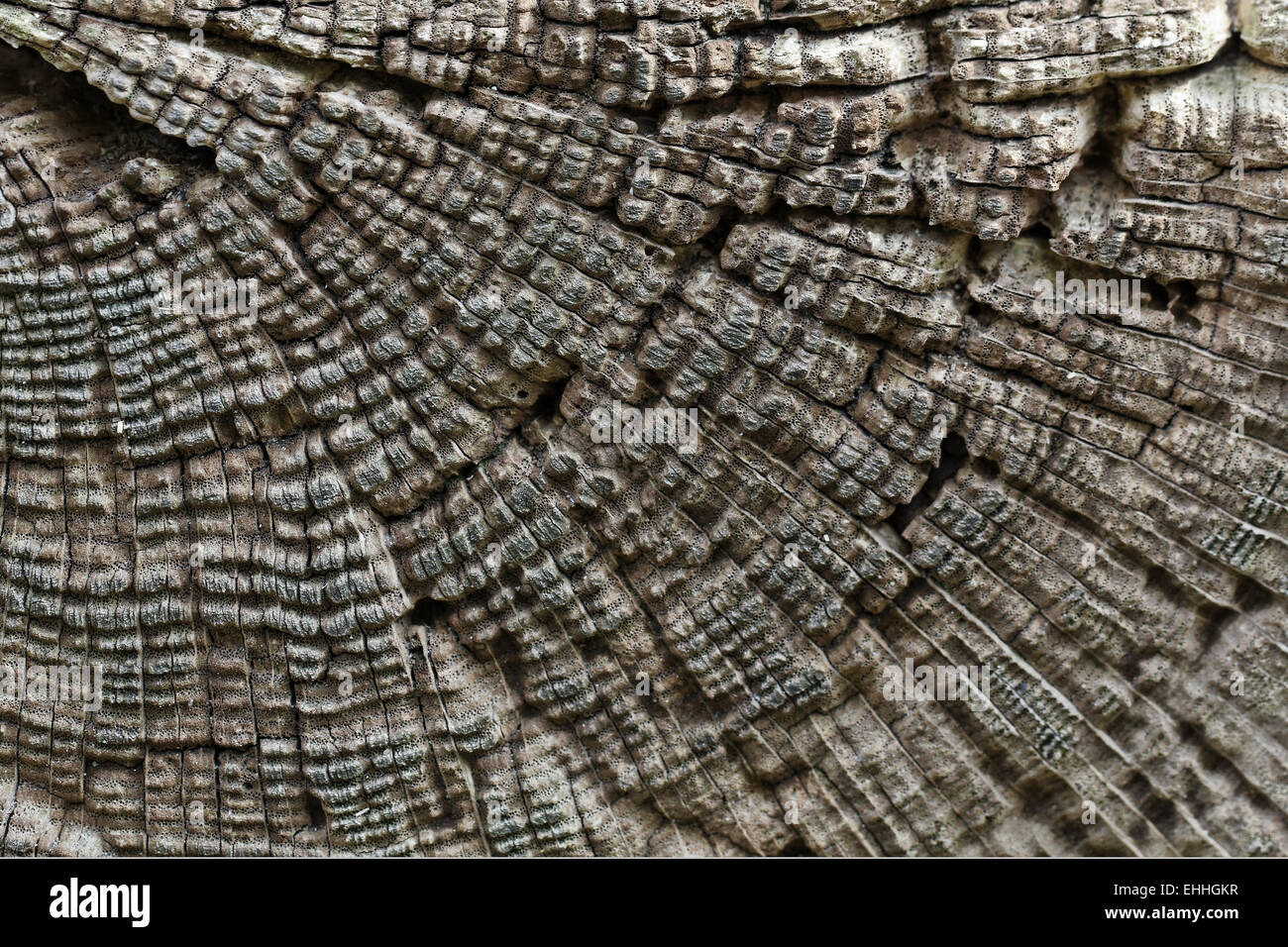 Tree Stump Structures Old tree stump with structures Stock Photo - Alamy