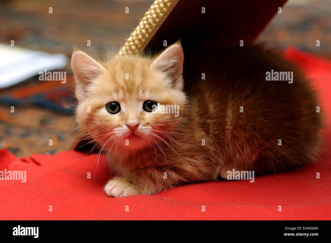 babycat lying on a red blanket Stock Photo