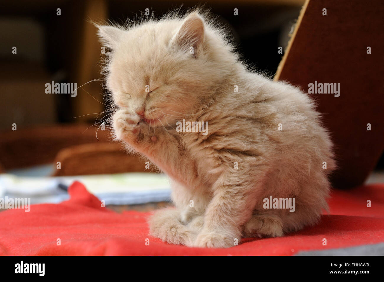 baby cat Stock Photo