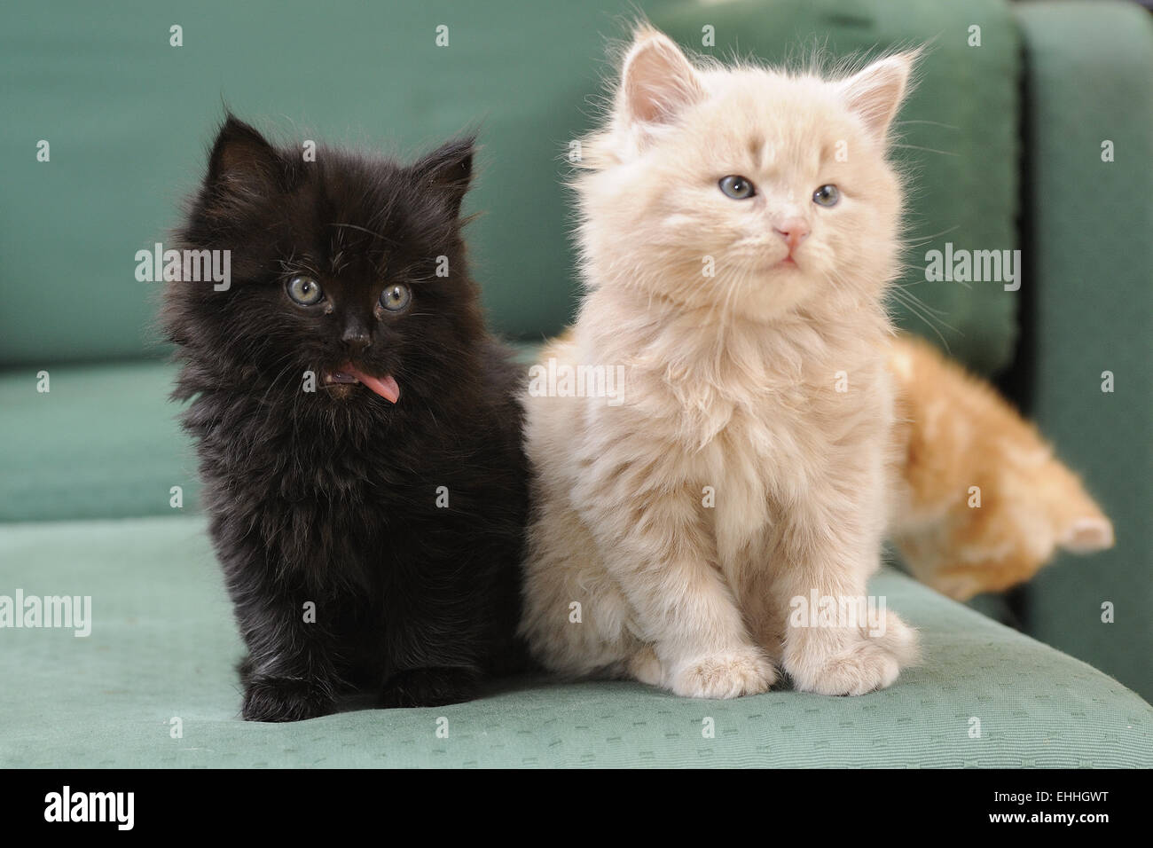 baby cats Stock Photo