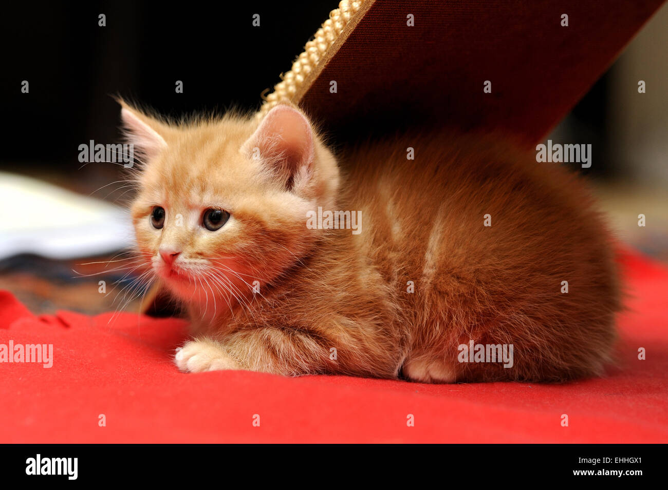 baby cat Stock Photo