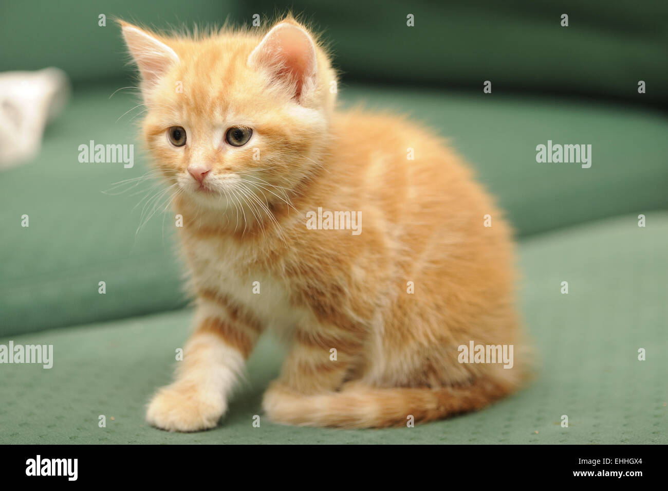 baby cat Stock Photo