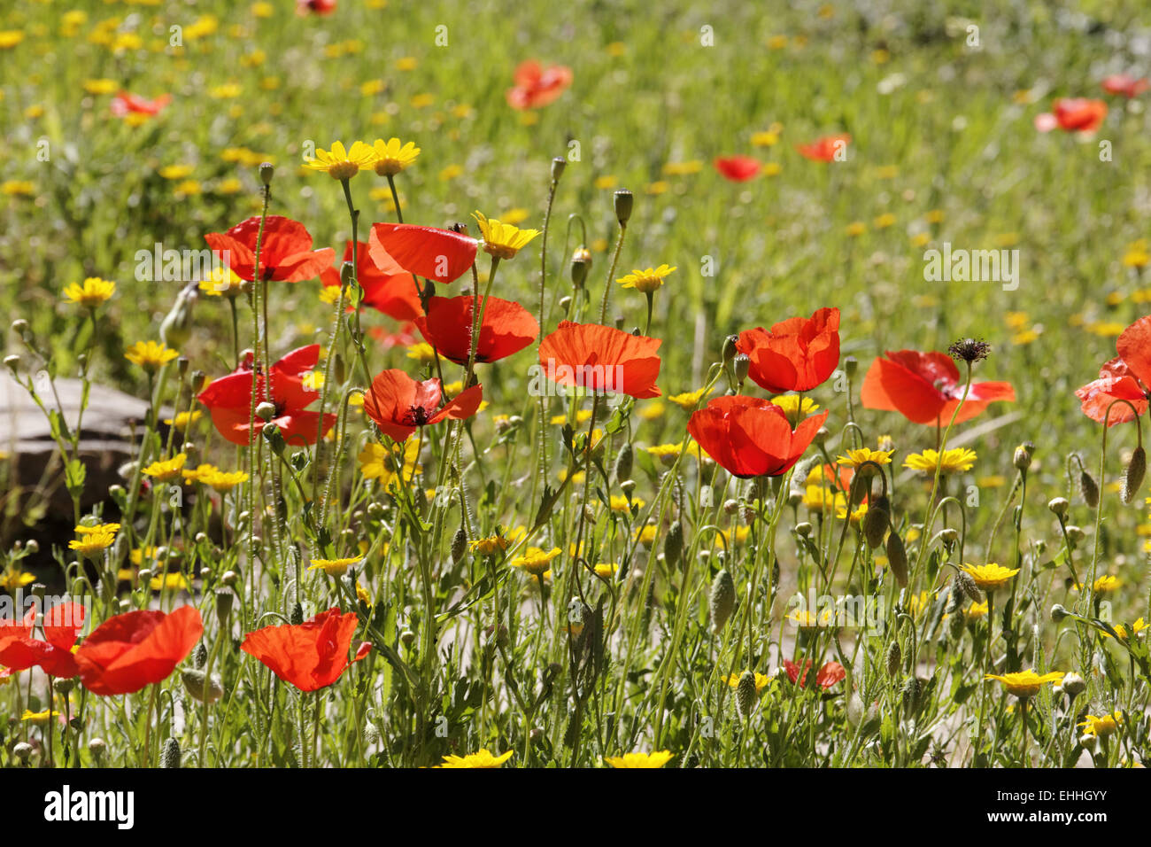 Spring meadow with Corn poppy, Field poppy Stock Photo