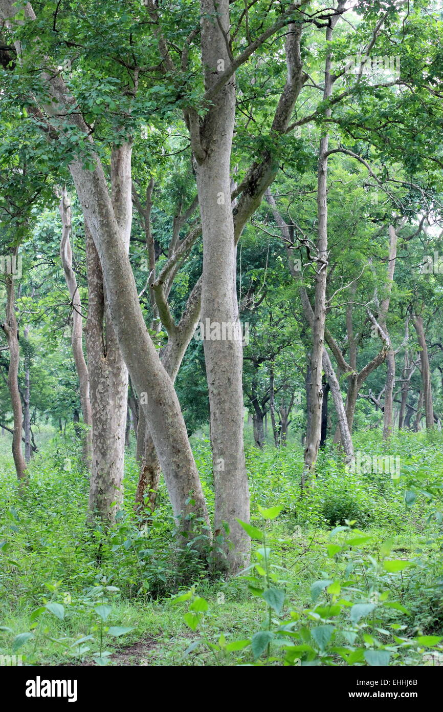 Tholpetty Wildlife Sanctuar, Ecotourism Kerala India Stock Photo