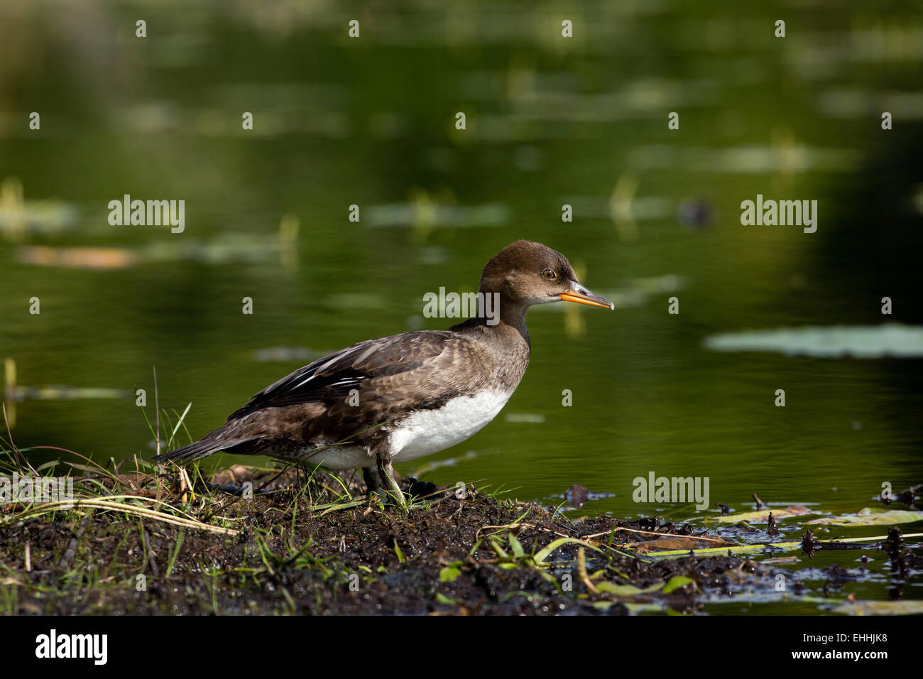 Immature hooded merganser Stock Photo Alamy