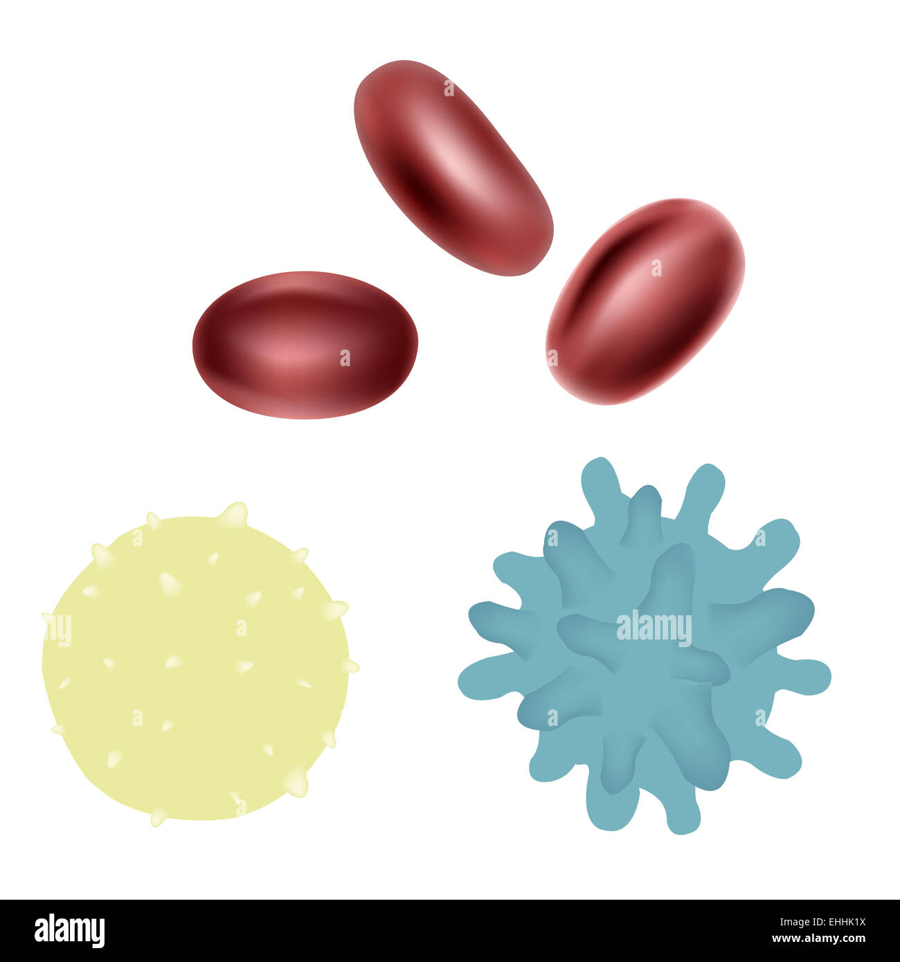 Erythrocyte Stock Photo