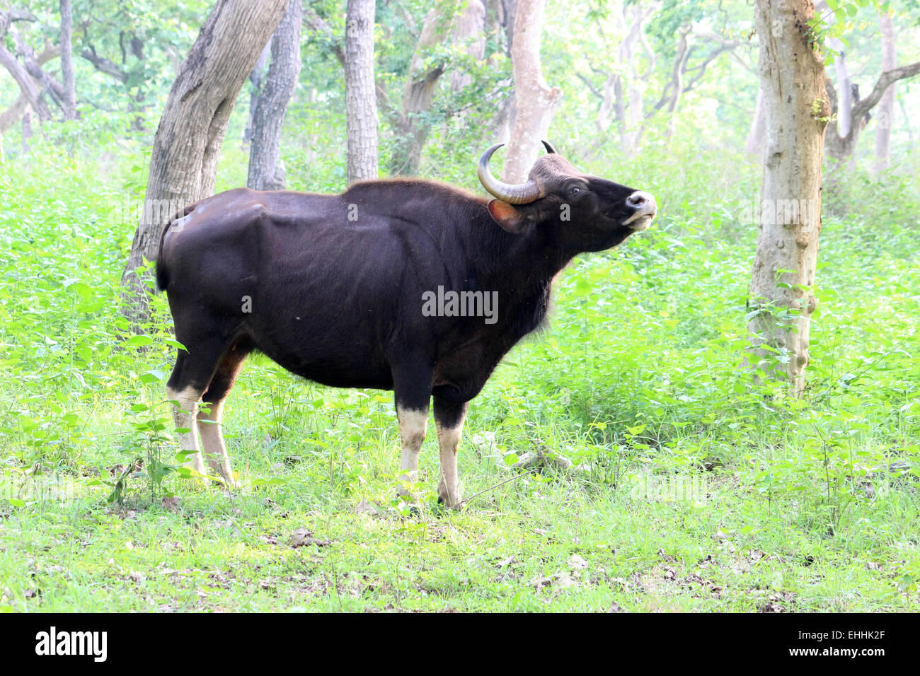 gaur, (Bos gaurus), Indian bison Mudumalai national park Tamil Nadu India Stock Photo - Alamy gaur, (Bos gaurus), Indian bison Mudumalai national park Tamil Nadu India Stock Photo - Alamy