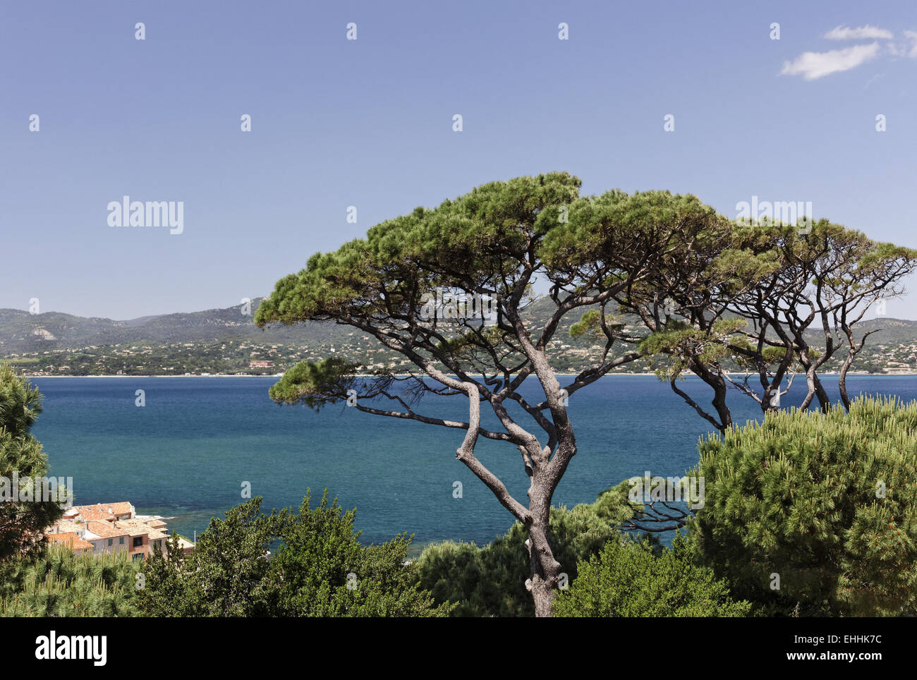 Aleppo Pine in Saint-Tropez, French Riviera Stock Photo