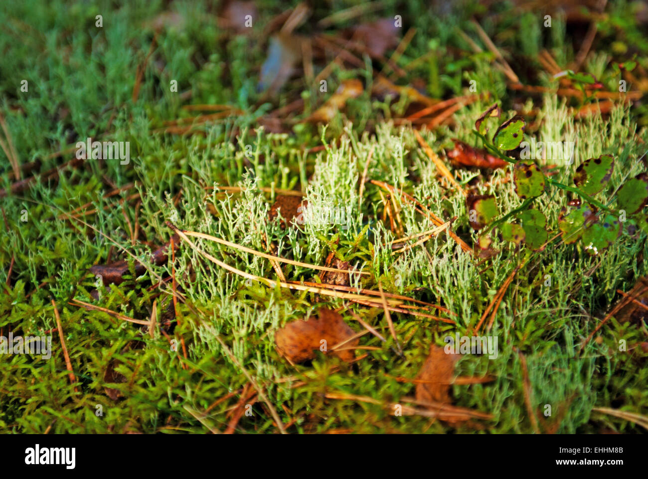 Bright green moss Stock Photo
