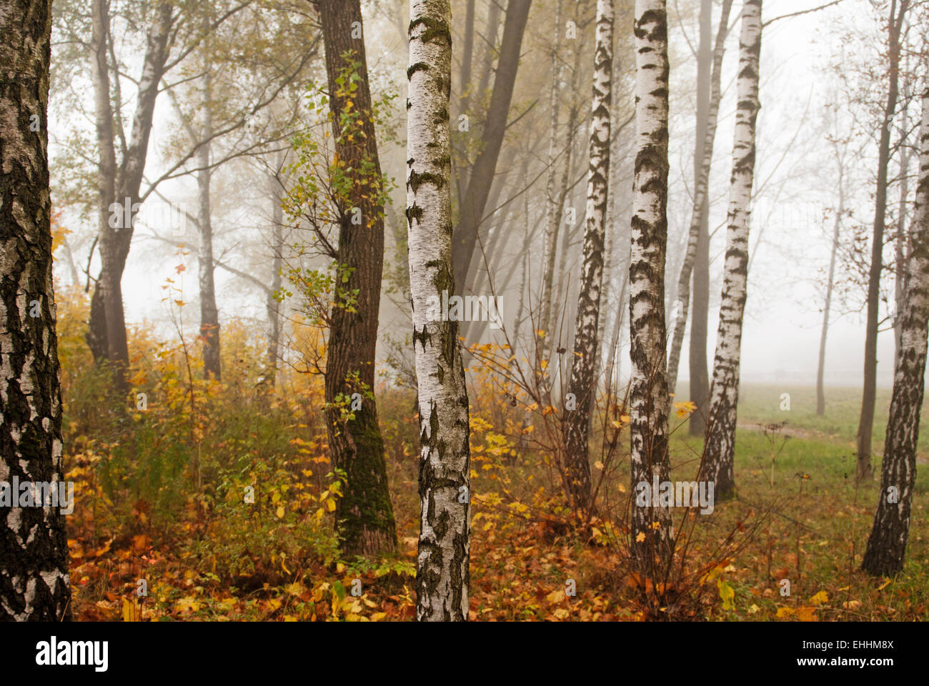 Fog and trees hi-res stock photography and images - Alamy
