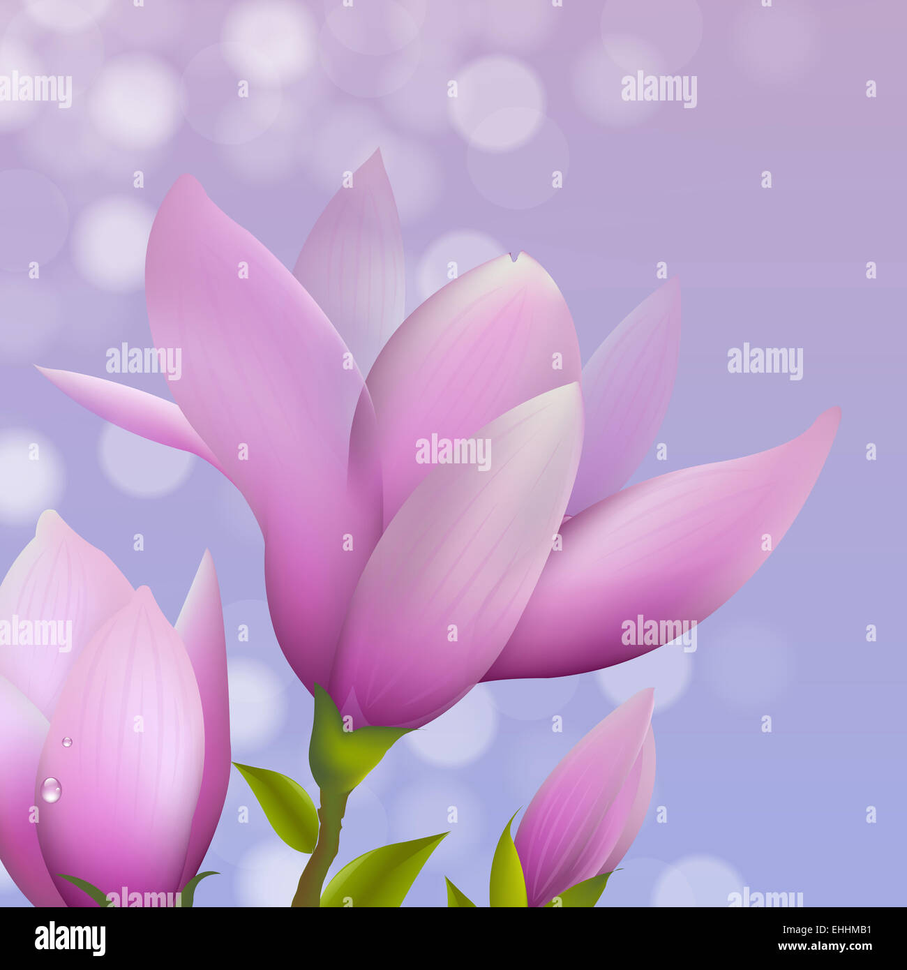 Magnolia With Water Drop Stock Photo Alamy