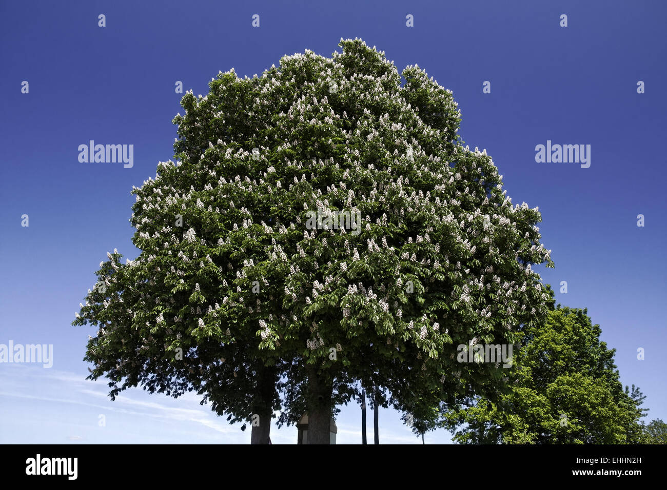 Aesculus hippocastanum, Horse Chestnut in May Stock Photo