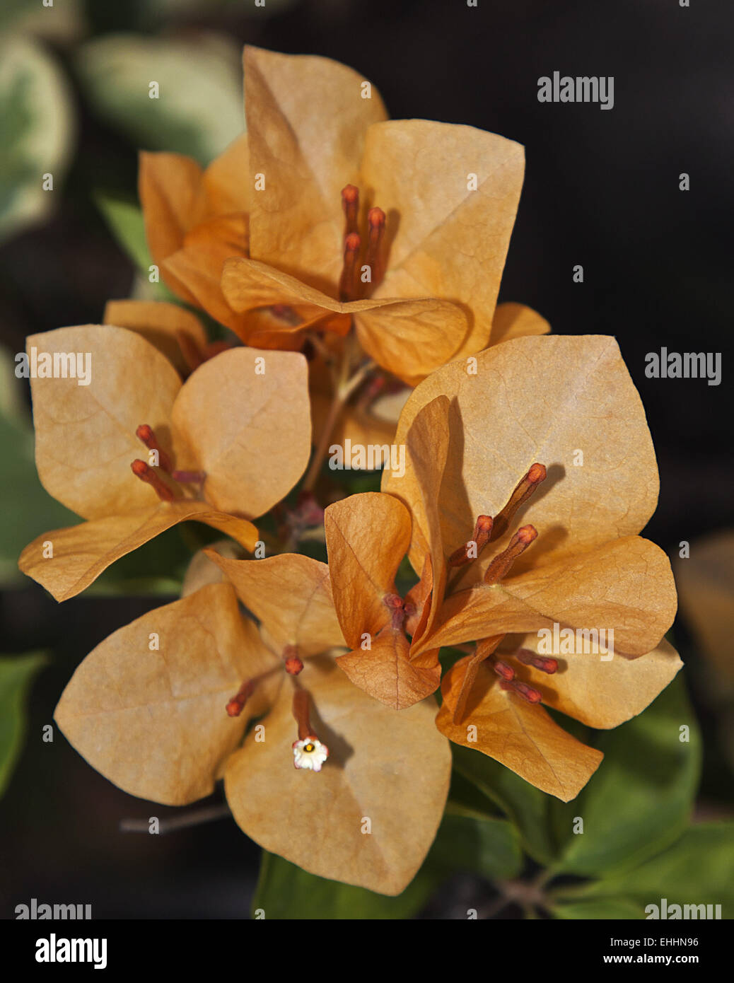 Bougainville Stock Photo