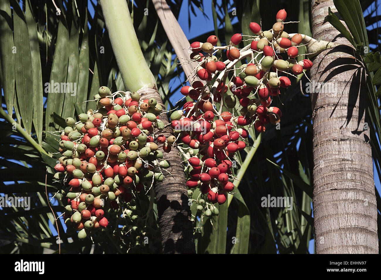 Areca früchte hi-res stock photography and images - Alamy