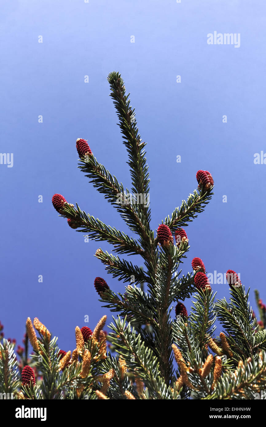 Picea yezoenis, Jezo spruce, Yezo spruce Stock Photo
