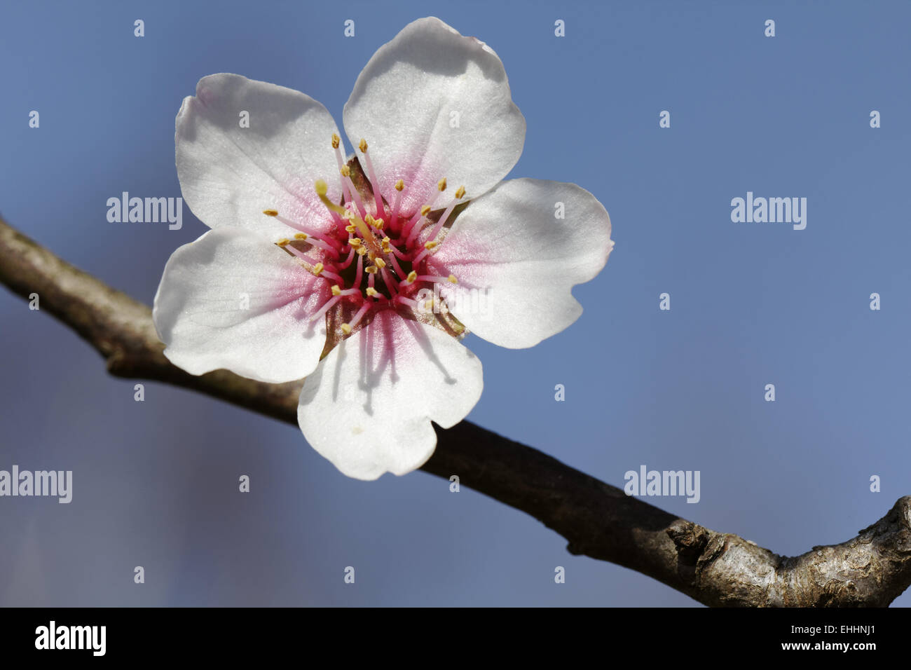 Prunus dulcis, var. amara, Almond tree Stock Photo