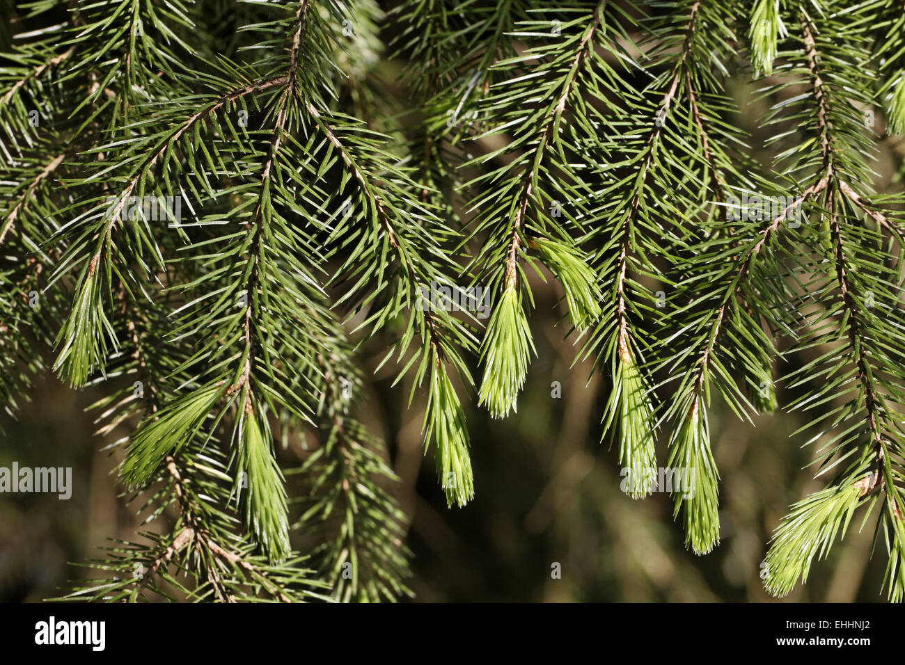 Picea sitchensis, Sitka spruce Stock Photo