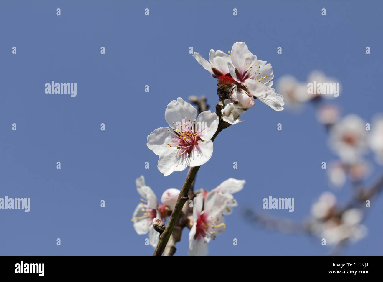 Prunus dulcis, var. amara, Almond tree Stock Photo