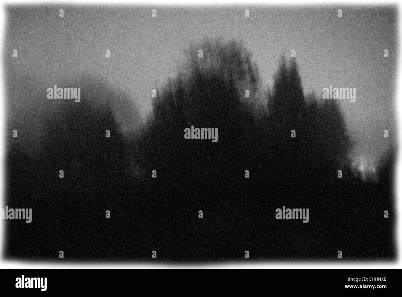 trees in the fog Stock Photo - Alamy