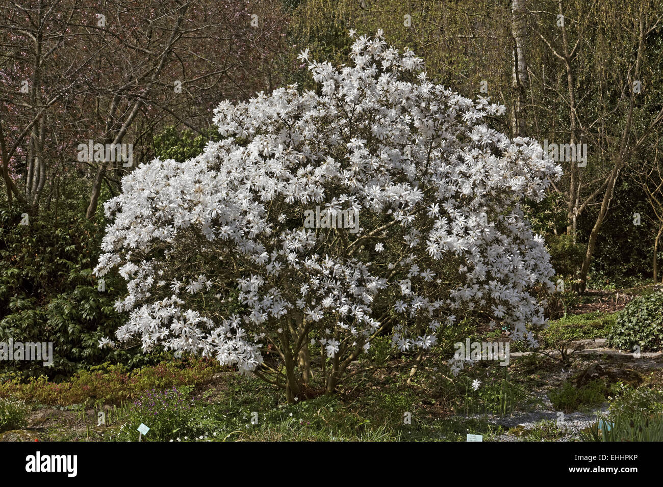 Magnolia stellata, Star Magnolia Stock Photo
