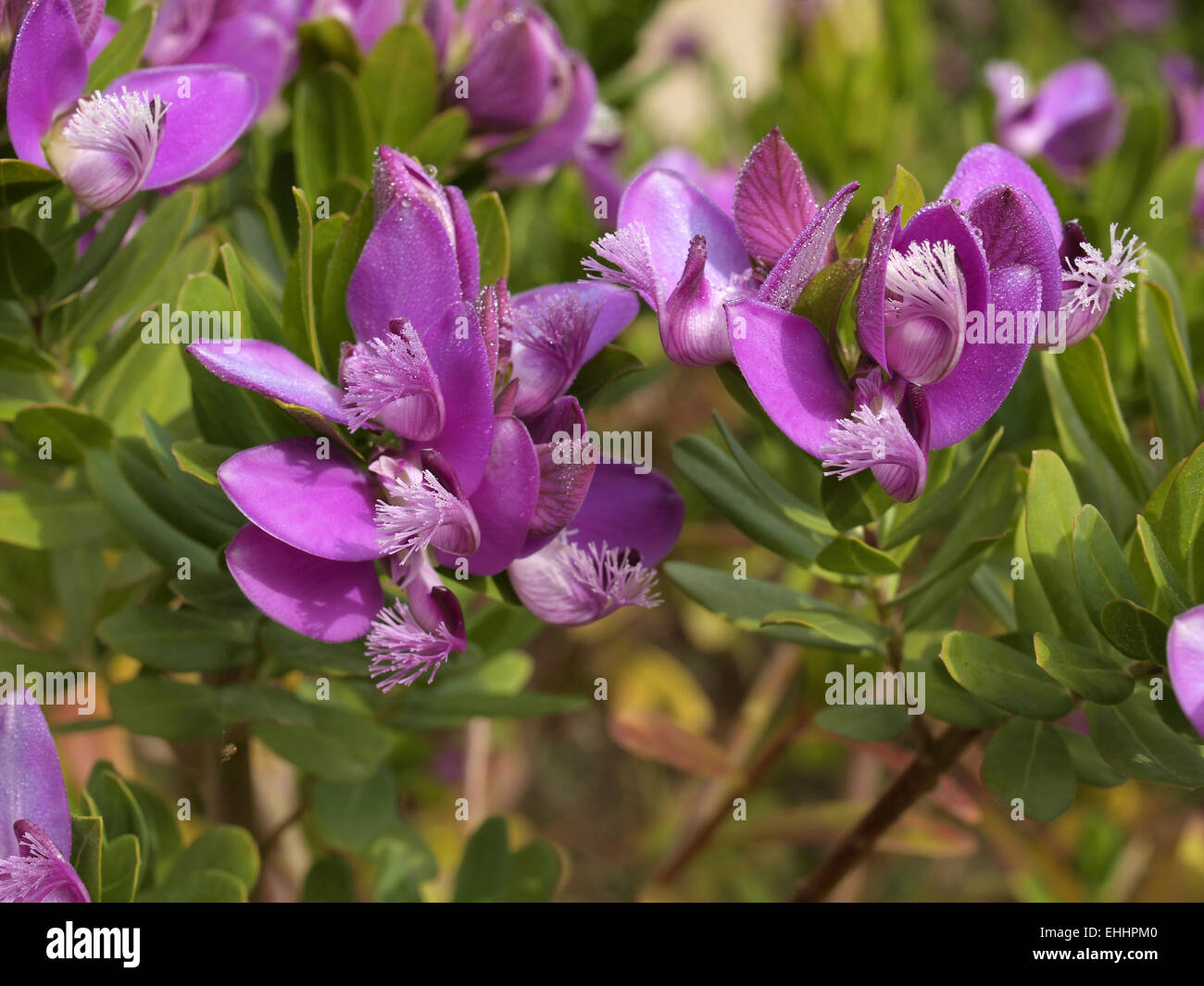 Polygala myrtifolia, Sweet Pea Bush Stock Photo
