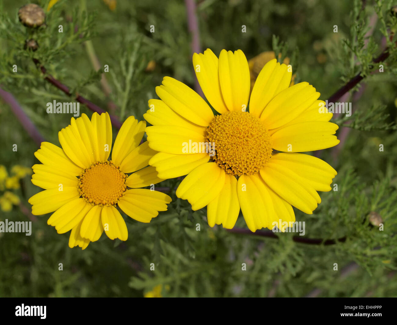Chrysanthemum coronarium, Garland Chrysanthemum Stock Photo Alamy