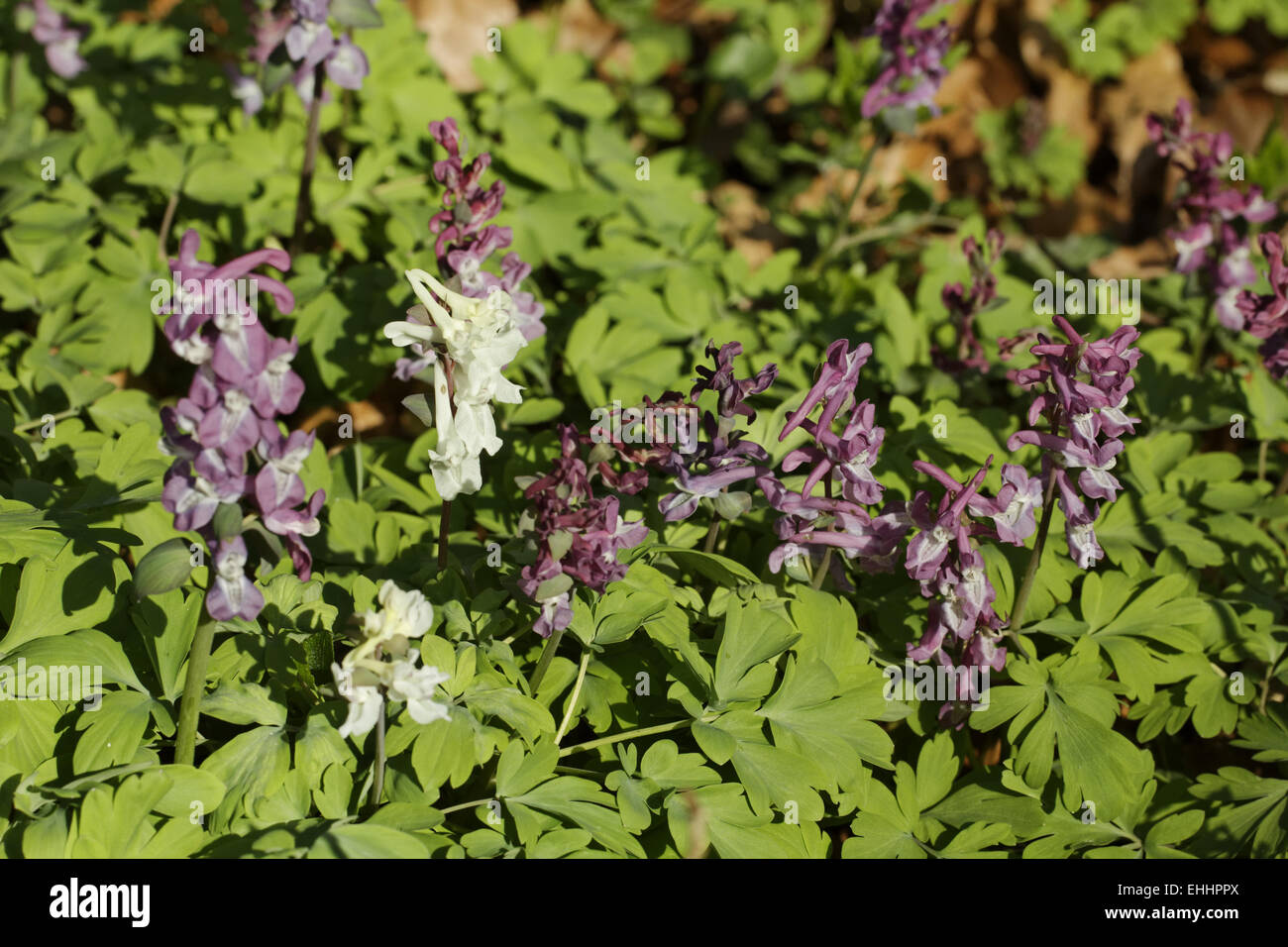 Corydalis cava, Corydalis flower, Fumewort Stock Photo
