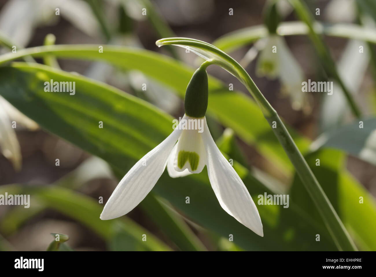 Galanthus alpinum, Caucasian snowdrop Stock Photo