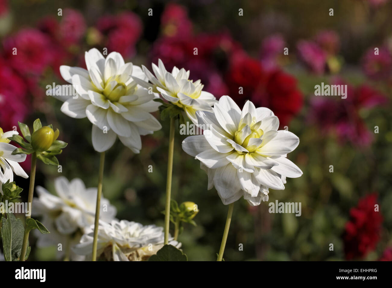 Dahlia 'White Onesta', Decorative Dahlia Stock Photo