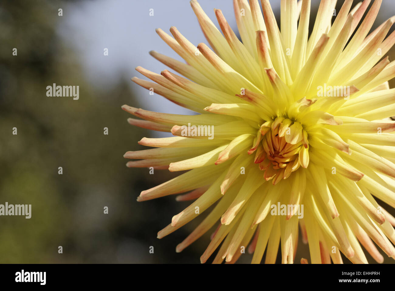 Dahlia hybid, late summer flower Stock Photo