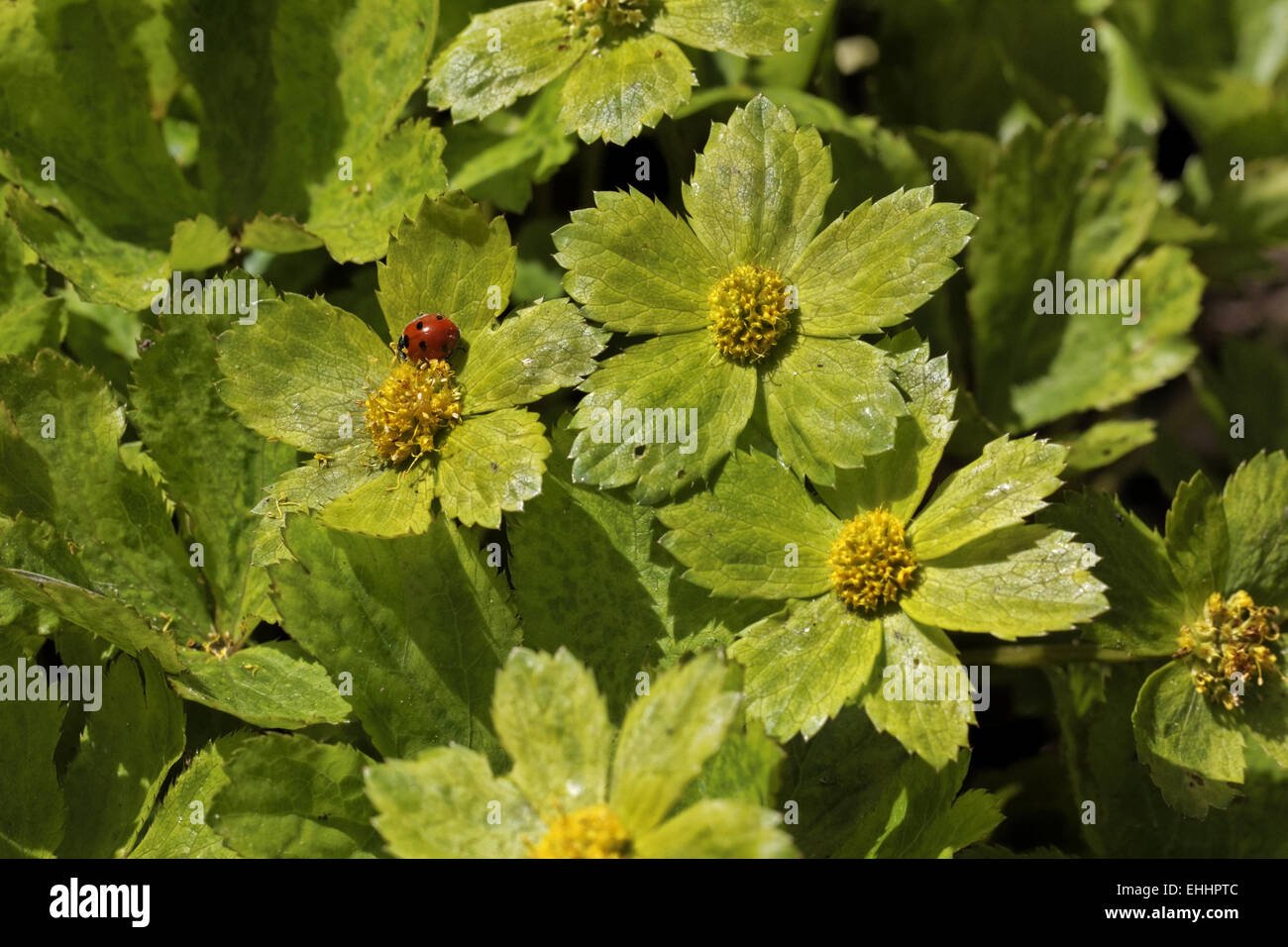 Hacquetia epipactis Stock Photo