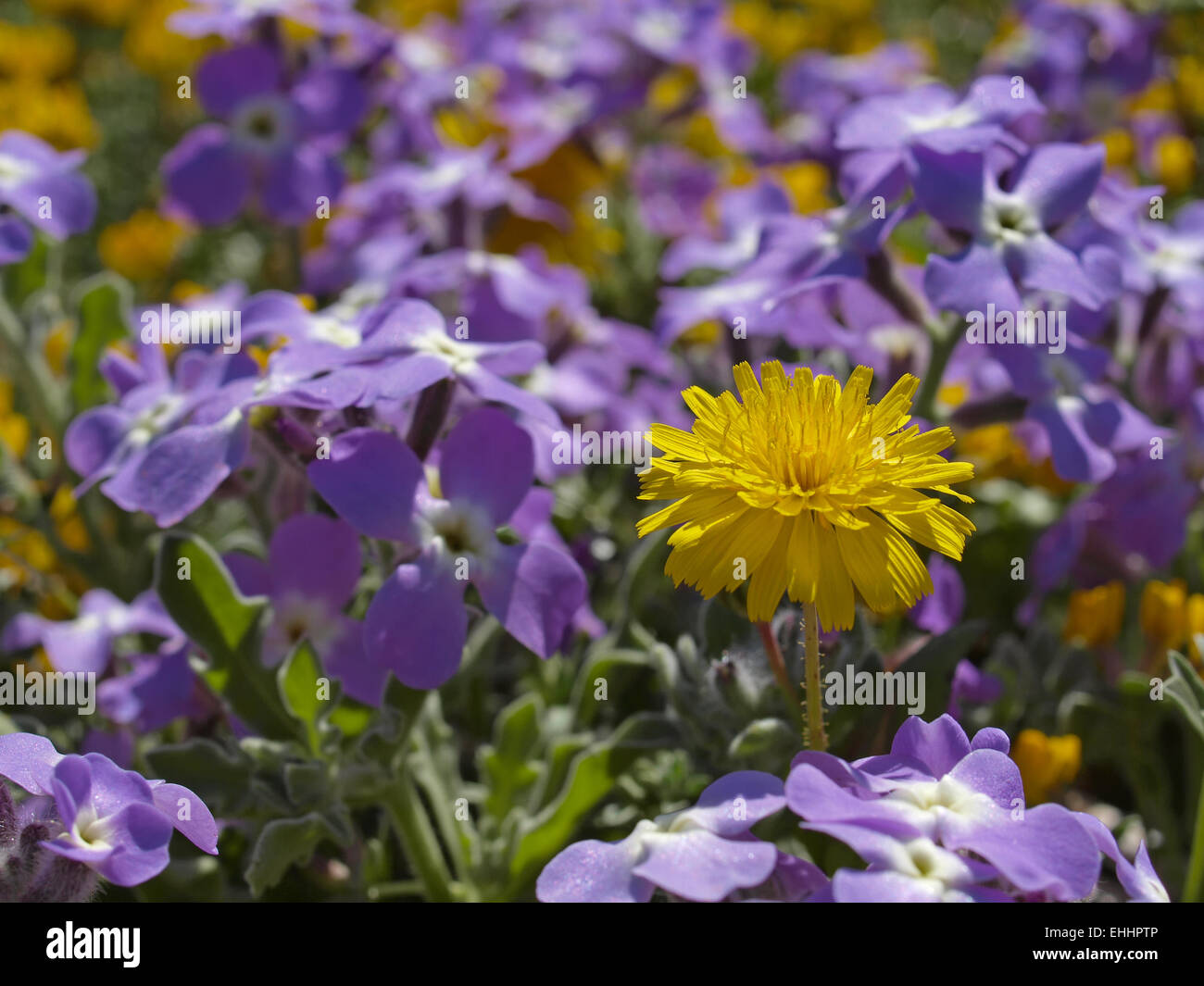 Matthiola tricuspidata, Three-horned Stock Stock Photo