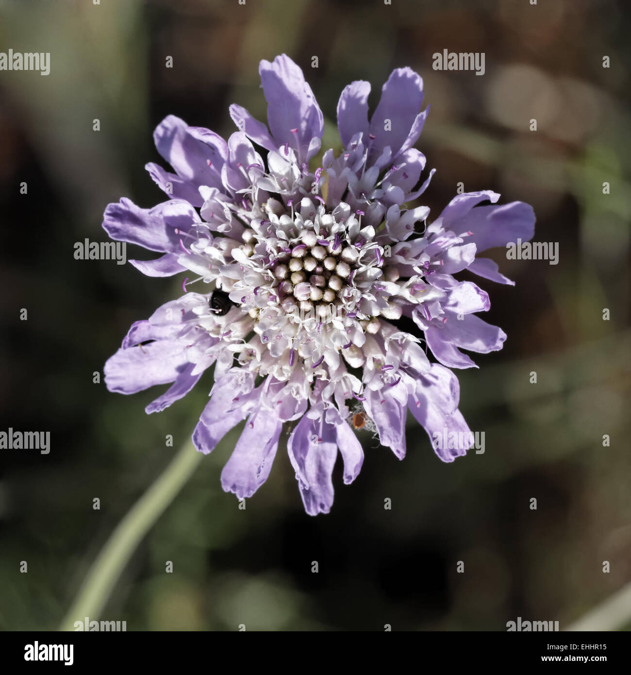 Scabiosa columbaria, Small scabious Stock Photo