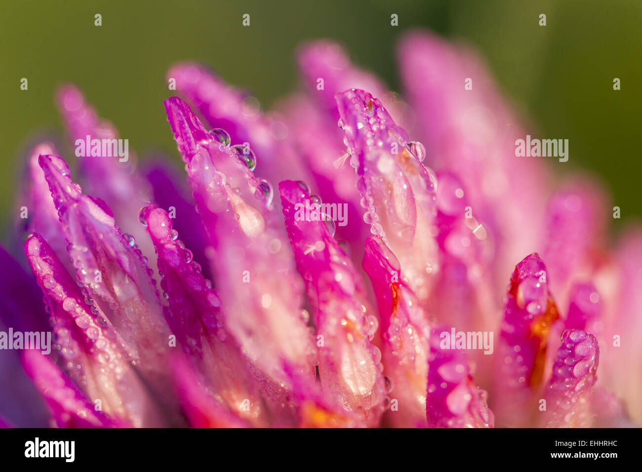 Clover flower (trifolium medium) Stock Photo