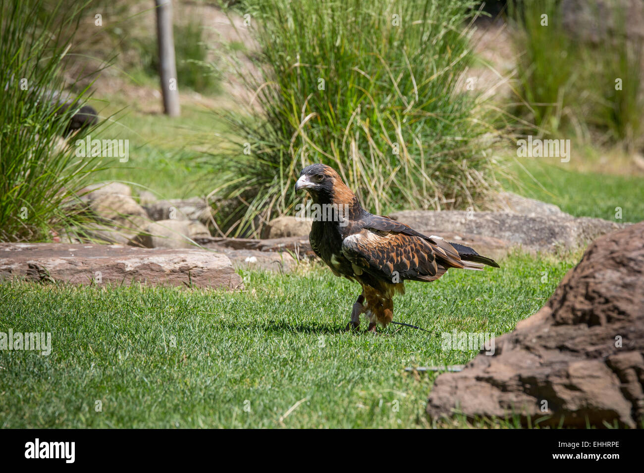 Australian wedge tail eagle hi-res stock photography and images - Alamy